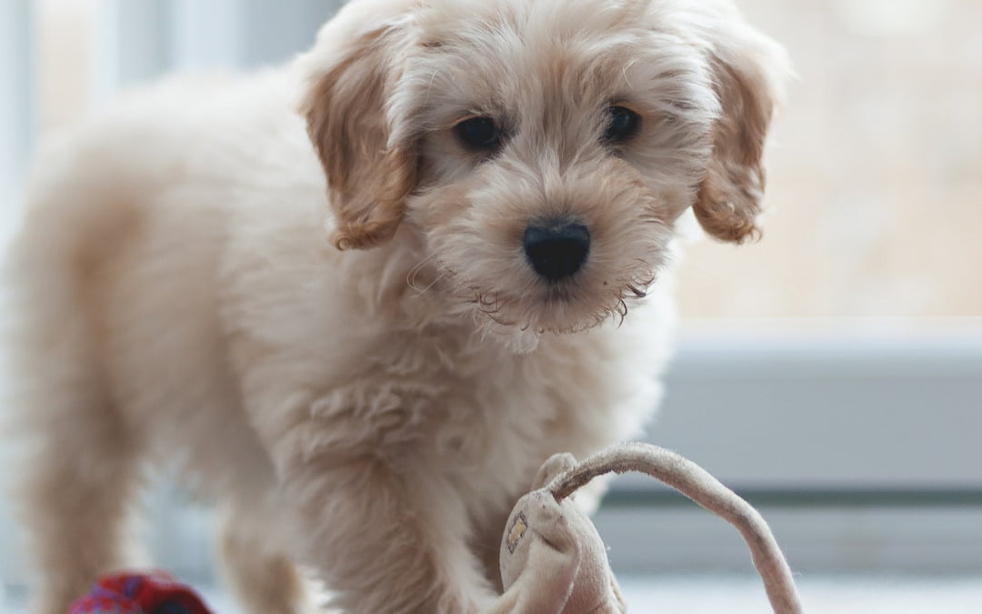 Wat is een cockapoo?