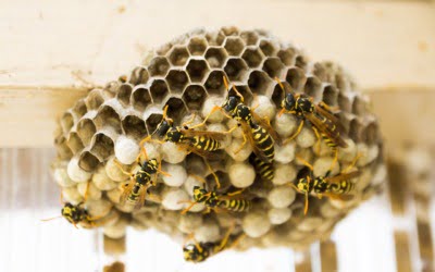 Wespen en wespennesten: Een gevaar voor huisdieren zoals honden en katten