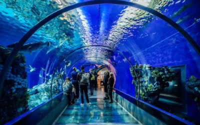 Aquarium led verlichting: een sprankelende wereld van kleuren en functionaliteit