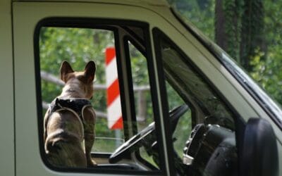 Campervakantie met de hond: wat moet je regelen?